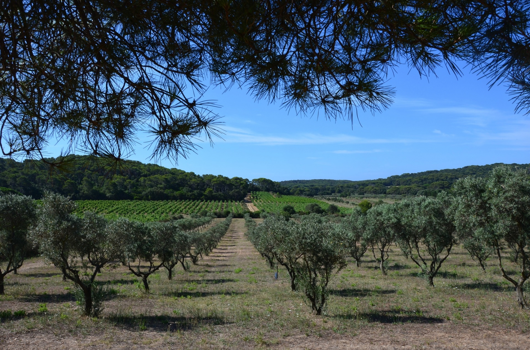 Porquerolles vue terre